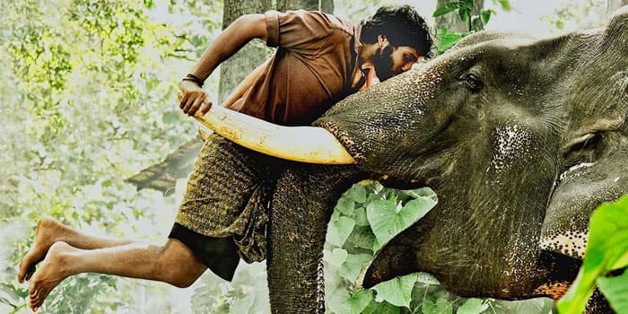விலங்குகளை ஹீரோவாக வைத்து எடுக்கப்பட்ட 5 படங்கள்.. விக்ரம் பிரபுவை தூக்கிவிட்ட கும்கி