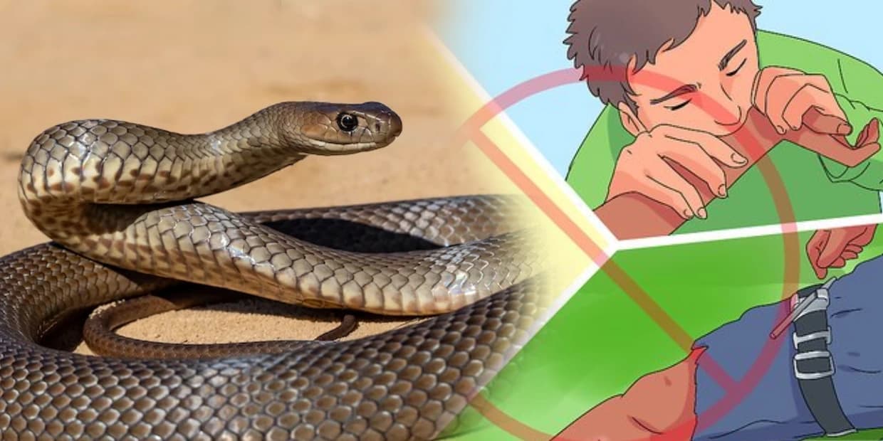 படையே நடுங்கும் பாம்பு கடித்தால் என்ன செய்யணும், செய்யக்கூடாது.. உயிரைக் காப்பாற்றும் வழிமுறை