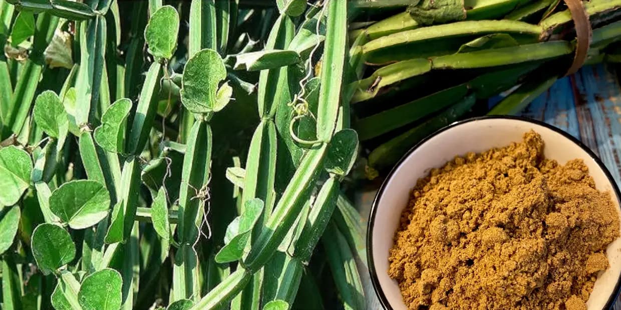 கெட்ட கொழுப்பை நீக்கும் ஒரே ஒரு துவையல்.. ஆள் நடமாட்டமே இல்லாத இடத்தில் இருக்கும் பிரண்டை