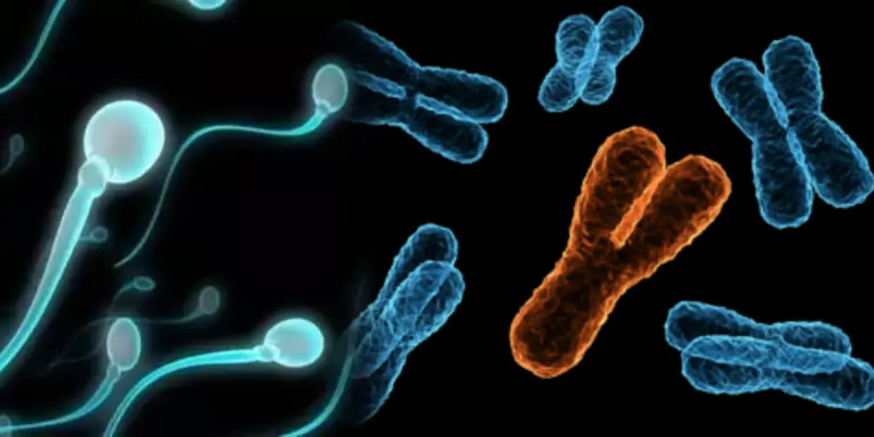 கொஞ்சம் கொஞ்சமாக அழிந்து வரும் ஆண் இனம்.. DNA-வை வைத்து விளையாடும் இயற்கை, உலுக்கிய ரிப்போர்ட்