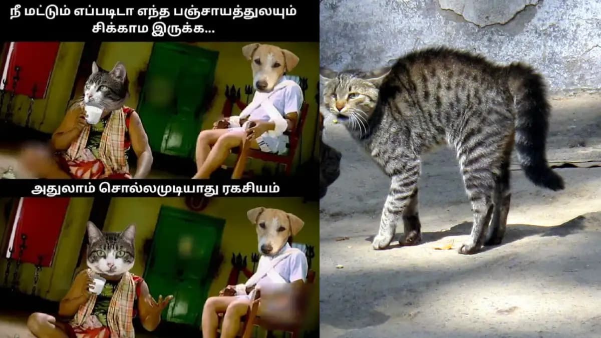 தெரு நாய் பிரச்சனையில் பூனைகள் எப்படி தப்பிச்சாங்க?. வைரல் மீம்ஸ்