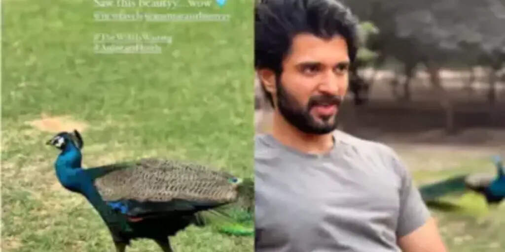 மீண்டும் ஒரே இடத்தில் டேட்டிங்கில் பாய் பிரண்டுடன் ராஷ்மிகா.. Hide and Seek விளையாடும் ஜோடி