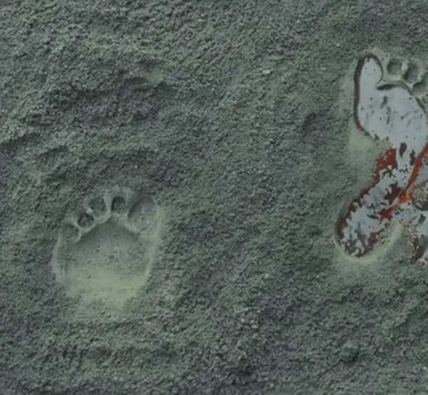 மகாராஜாவின் அந்த ஒரு சீனுக்கு ஈடாகாது இந்தியன் 2 மொத்த படமும்.. 600 கோடி பட்ஜெட்ல லைகாக்கு நாமத்தை போட்ட ஷங்கர் ஜி