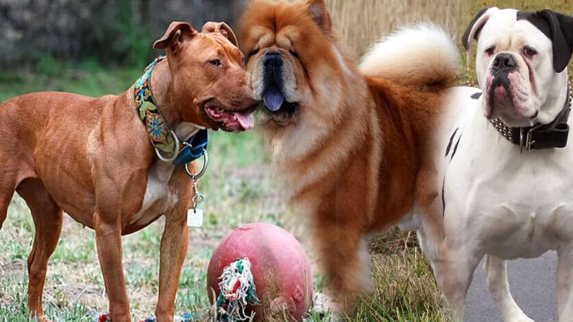 Rottweilers attack: சிறுமியை கடித்து குதறிய நாய்கள்.. தயவு செய்து இந்த 7 வகை நாய்களை வீட்ல வளக்காதீங்க