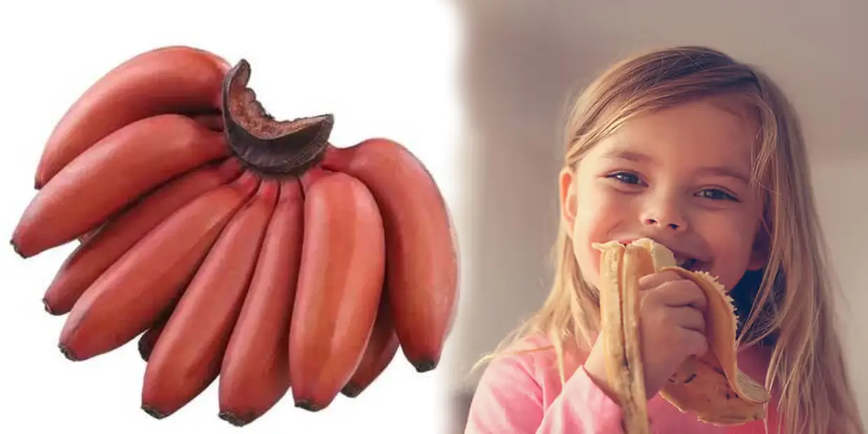 red banana