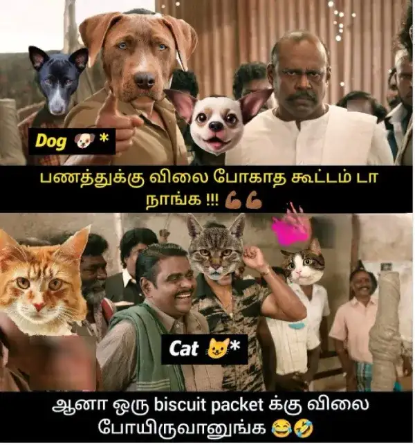 cat-memes