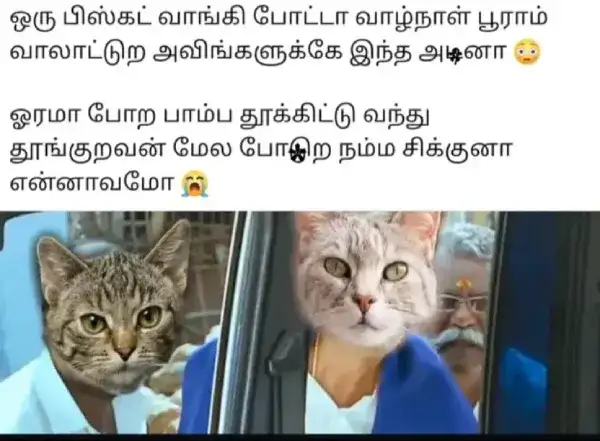 dog-memes